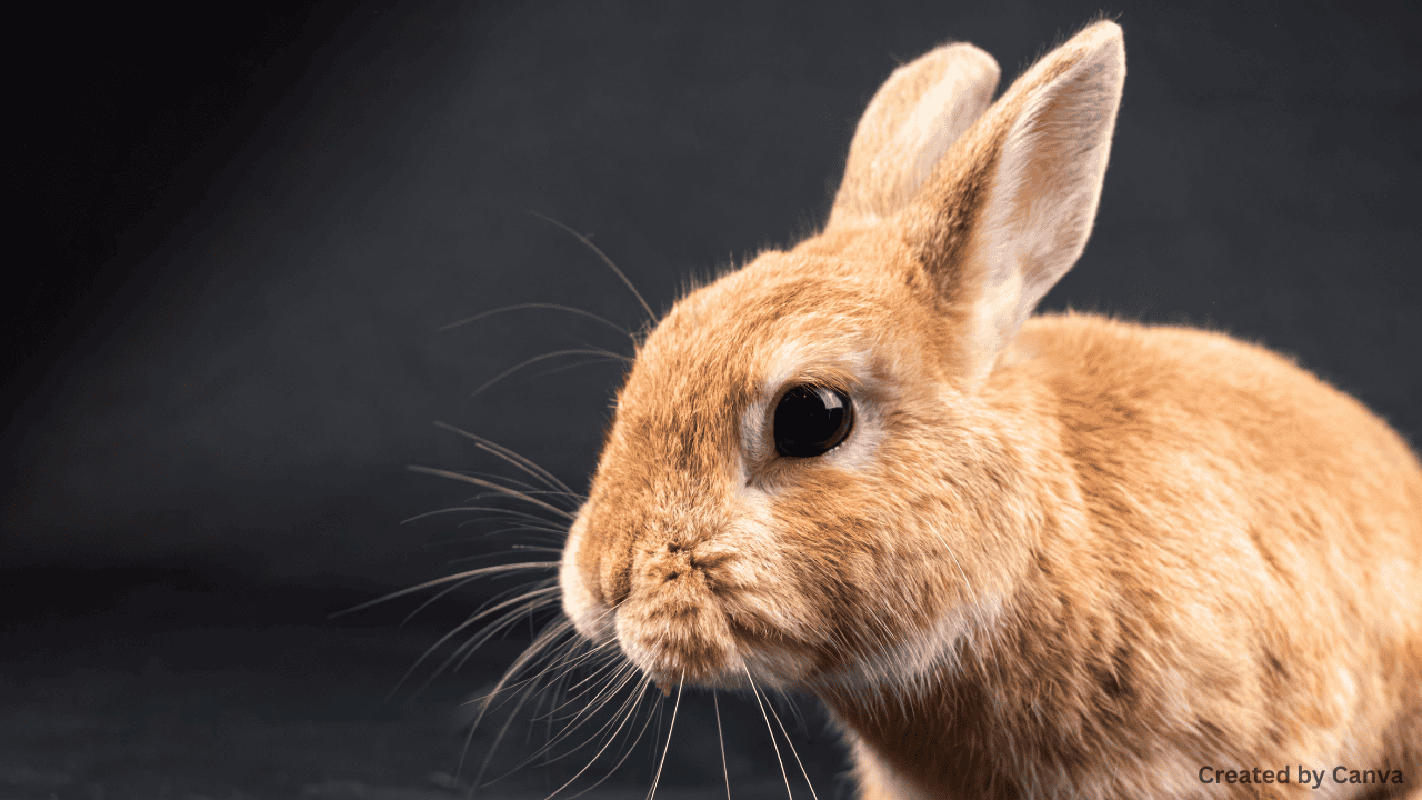 Should Live Animal Testing Be Fully Banned?