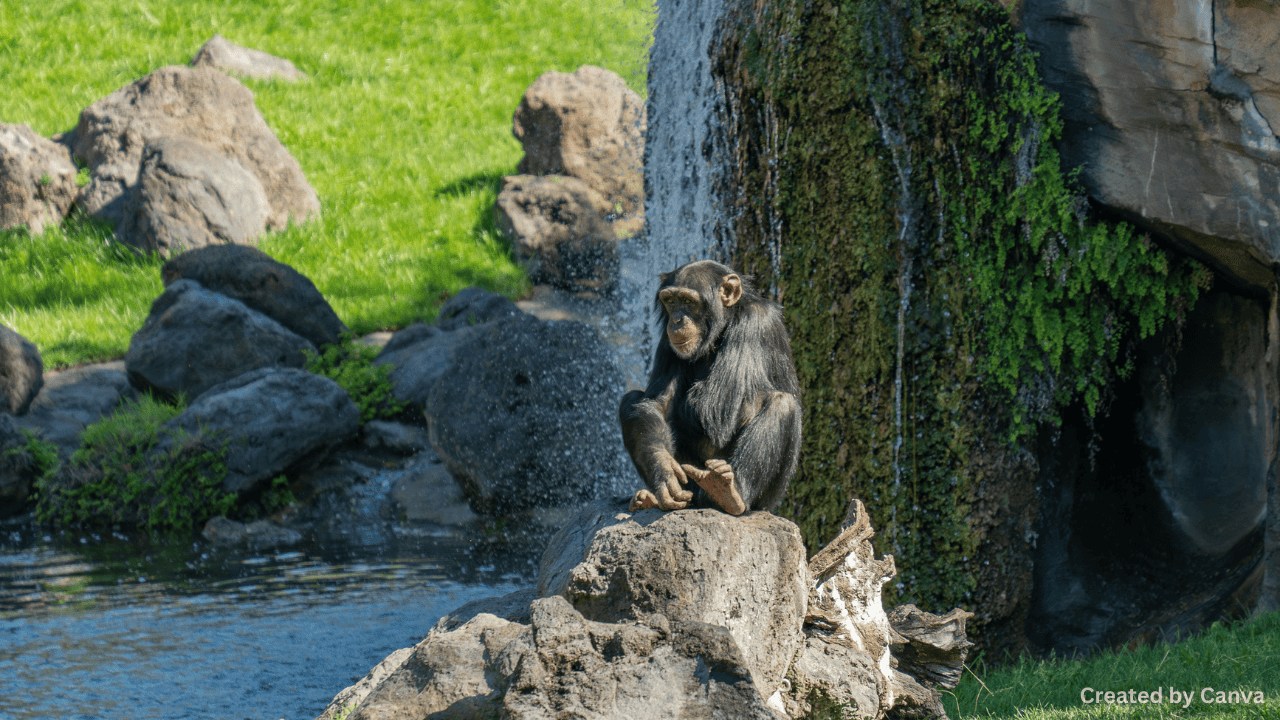 The Case for Keeping Zoos Open