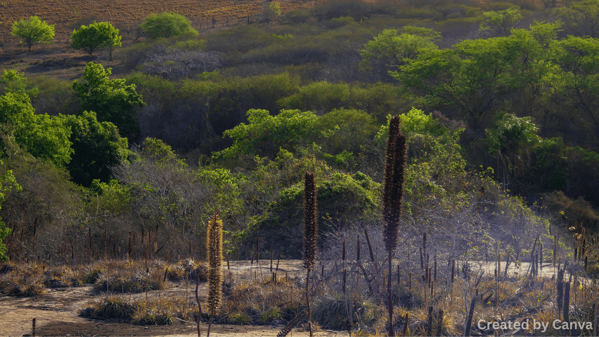 Impact on the Environment: A Step Toward Solutions for Climate Change