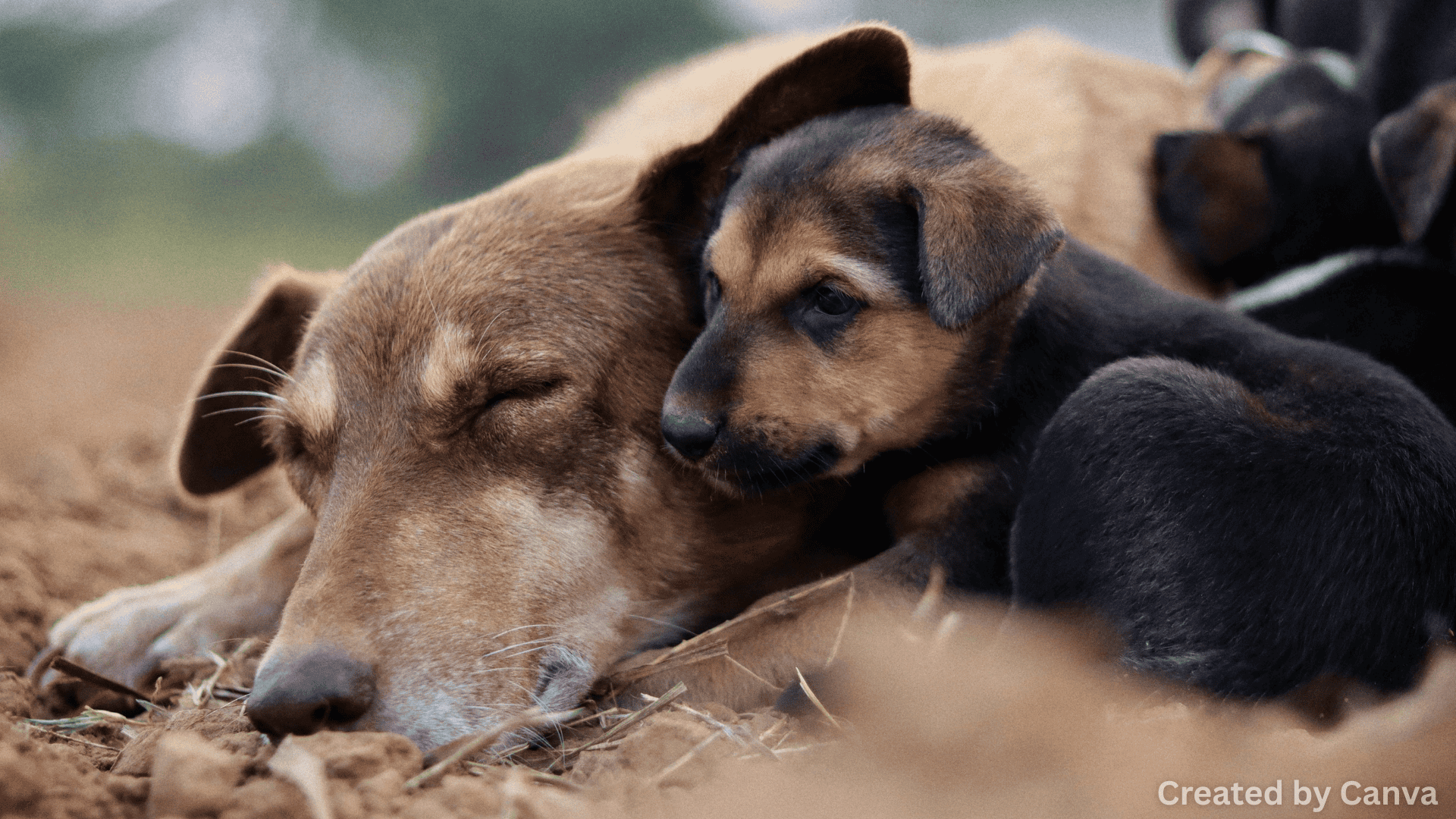 Moral and animal protection issues