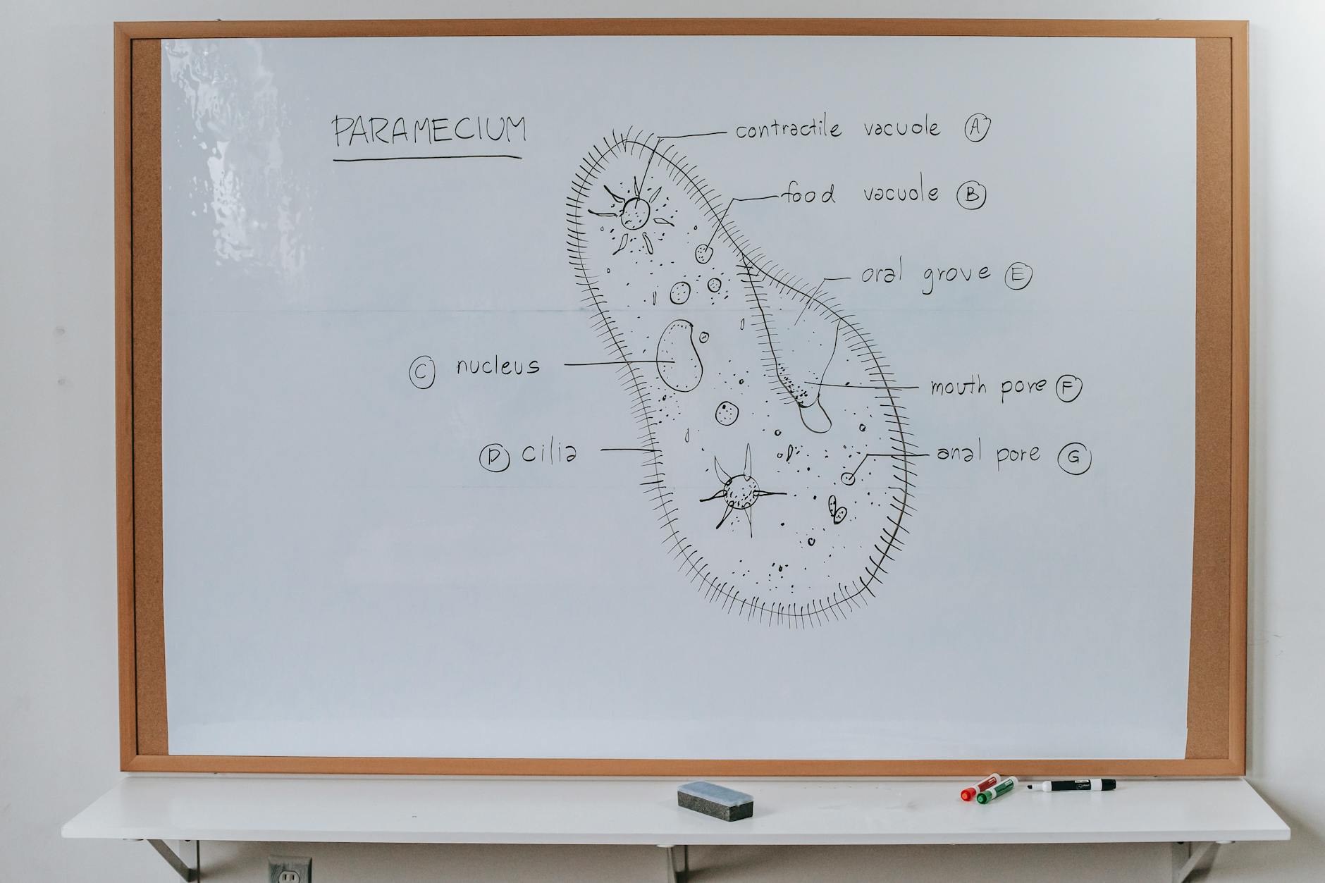 An organized outline on a whiteboard, illustrating the structure of a debate argument. — debate preparation